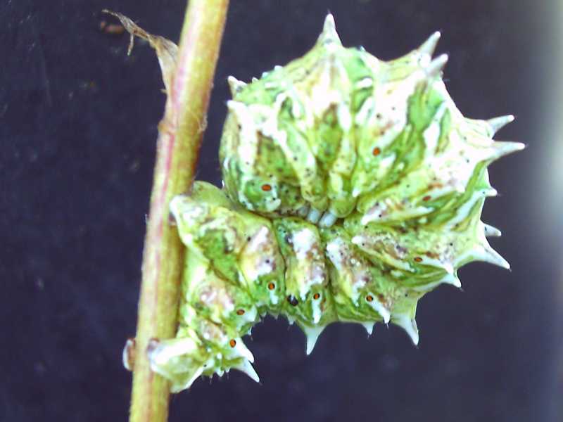 da determinare - Apochima flabellaria
